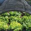Shade Nets -Garden Care Shop 38556 0191 tif