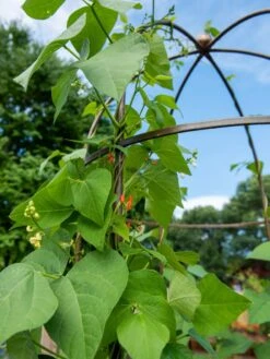 Jardin Tower -Garden Care Shop 3 4 crop 8612997 0058