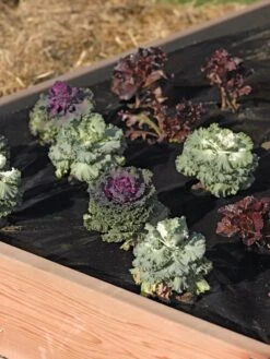 Easy-Plant Weed Block Mulch -Garden Care Shop 40356 219 tif