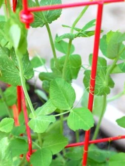 Tall Expandable Pea Trellis -Garden Care Shop 8587061 101 tif 1
