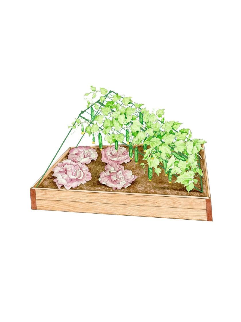 Medium Cucumber Trellis 3 Medium Cucumber Trellis