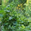Deluxe Cucumber Trellis -Garden Care Shop 8587083 01IN