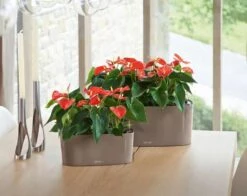 Lechuza® Delta Self-Watering Windowsill Planters 12 Lechuza® Delta Self-Watering Windowsill Planters -Garden Care Shop 8590298 04V tif