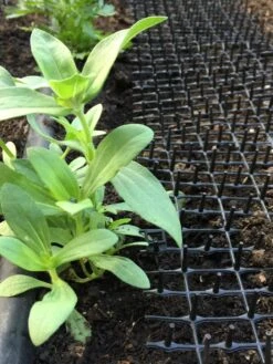 Cat Scat Mat -Garden Care Shop 8592448 03CUST tif