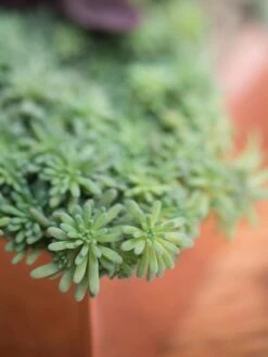 Tall Rectangular Copper Plant Tray, 18" X 5" X 4" 9 Tall Rectangular Copper Plant Tray, 18" X 5" X 4" -Garden Care Shop 8593534 4601 tif