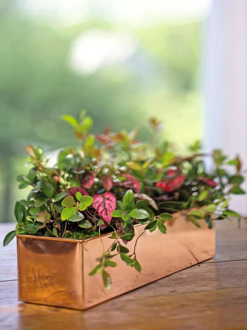 Tall Rectangular Copper Plant Tray, 18" X 5" X 4" 3 Tall Rectangular Copper Plant Tray, 18" X 5" X 4"