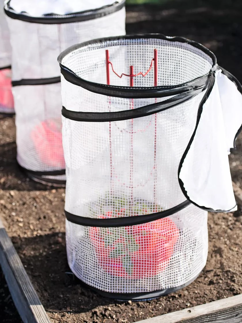 Tomato TLC Kits, Set Of 3 4 Tomato TLC Kits, Set Of 3 - Image 2