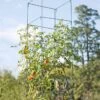Mammoth Tomato Towers, Set Of 2 -Garden Care Shop 8595740 4437 tif