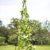 Titan Teepee Trellis -Garden Care Shop 8595757 1206 titan teepee cucumber peas beans tif