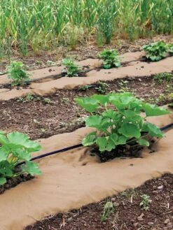 Weedguard Plus Paper Mulch, 50'