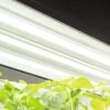 LED SunLite® High Intensity Fixture