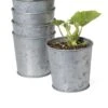 Galvanized Planting Cups, Set Of 5 -Garden Care Shop 8596104 9899 tif