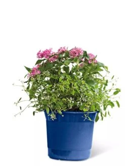 Eezy Gro Self-Watering Planters 15 Eezy Gro Self-Watering Planters -Garden Care Shop 8596425 103 tif