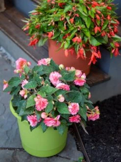 Eezy Gro Self-Watering Planters 11 Eezy Gro Self-Watering Planters -Garden Care Shop 8596427 0034 tif