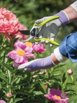 Gardener's Pro Pruner #2 -Garden Care Shop 8596605 1261 tif