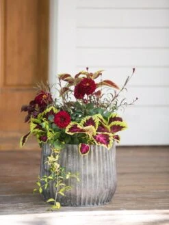 Galvanized Ribbed Planters 8 Galvanized Ribbed Planters -Garden Care Shop 8597435 1693 tif