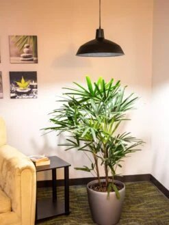 Barnyard Pendant LED Grow Light -Garden Care Shop 8598025 0256