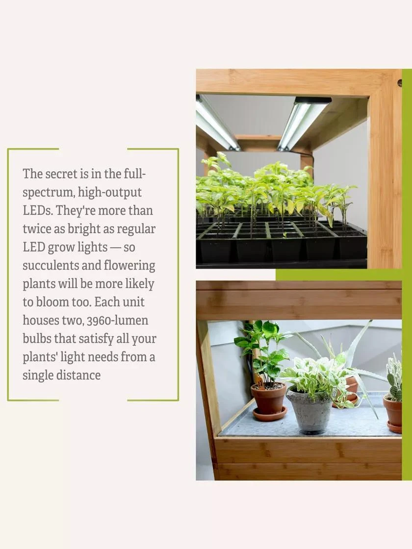 Bamboo LED Grow Light Garden For Succulents And Seeds 12 Bamboo LED Grow Light Garden For Succulents And Seeds - Image 10