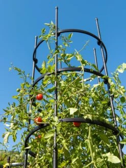 Titan Tall Tomato Cages, Set Of 3 -Garden Care Shop 8599860 0066 tif