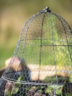 Chicken Wire Cloche With Extension 24 Chicken Wire Cloche With Extension -Garden Care Shop 8600116 0607 tif