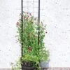 Gardener’s Victory Self-Watering Planter With Vine Trellis -Garden Care Shop 8600177 05490 tif