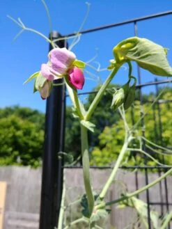 Gardener’s Victory Self-Watering Planter With Vine Trellis -Garden Care Shop 8600177 6588 tif 1