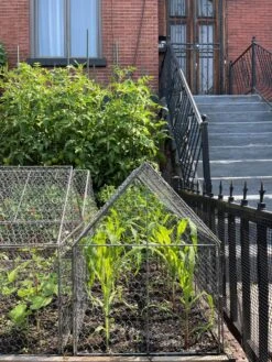 Chicken Wire Crop Coop 25 Chicken Wire Crop Coop -Garden Care Shop 8609080 02CUST tif