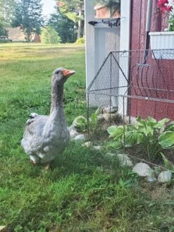 Chicken Wire Crop Coop 23 Chicken Wire Crop Coop -Garden Care Shop 8609080 02IN tif