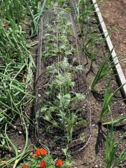 Chicken Wire Row Cloche Expandable Extra Large 3N1 12 Chicken Wire Row Cloche Expandable Extra Large 3N1 -Garden Care Shop 8609412 5903 tif