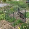 4 Panel Critter Fence -Garden Care Shop 8609510 5241 tif
