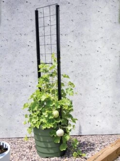 Gardener’s Victory Self-Watering Planter With Vine Trellis -Garden Care Shop 8610238 15487 tif 1