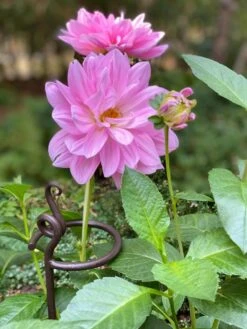 Arden Single Stem Supports, Set Of 2 9 Arden Single Stem Supports, Set Of 2 -Garden Care Shop 8610375 5703 tif