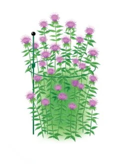 Garden Care Shop -Garden Care Shop 8610383 Peacock15x30 tif