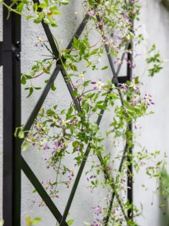 Lattice Gable Wall Trellis 8 Lattice Gable Wall Trellis -Garden Care Shop 8611130 011