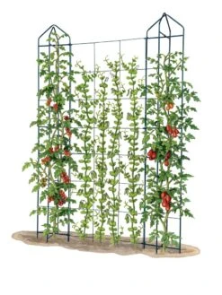 Zenith Trellis -Garden Care Shop 8612036 art tif