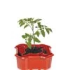 Deluxe Tomato Halos, Set Of 2 -Garden Care Shop 8612045 2009 tif