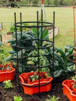 Deluxe Tomato Halos, Set Of 2 -Garden Care Shop 8612045 228 tif