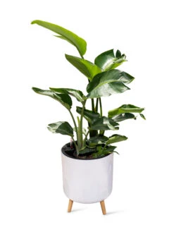 Ava Self-Watering Round Planter 12 Ava Self-Watering Round Planter -Garden Care Shop 8612692 0002