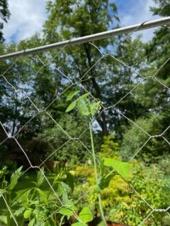 Chicken Wire Pea Trellis -Garden Care Shop 8612718 7311