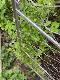 Chicken Wire Pea Trellis -Garden Care Shop 8612718 7312