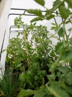 Cotton All Purpose Garden Cover -Garden Care Shop 8612815 0039 tif