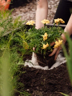 Hortiwool ®, 5 Pad Pack -Garden Care Shop 8613263 12v