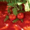 Red Tomato Mulch -Garden Care Shop GS30005 07