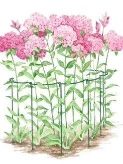 Curved Linking Stakes 8 Curved Linking Stakes -Garden Care Shop GS35241 02S tif