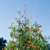 Rainbow Spiral Supports, Set Of 5 -Garden Care Shop GS36377 01 tif