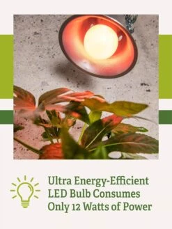 Miracle LED® Absolute Daylight™ Max Flowering Grow Light Bulb 11 Miracle LED® Absolute Daylight™ Max Flowering Grow Light Bulb -Garden Care Shop Miracle Daylight Bulb 2